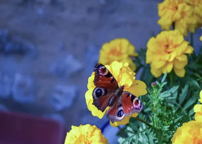 Snug Cottage In Saint-Eutrope-De-Born With Pool * Saint-Eutrope-de-Born